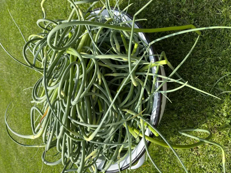 Vyštípané stvoly česneku