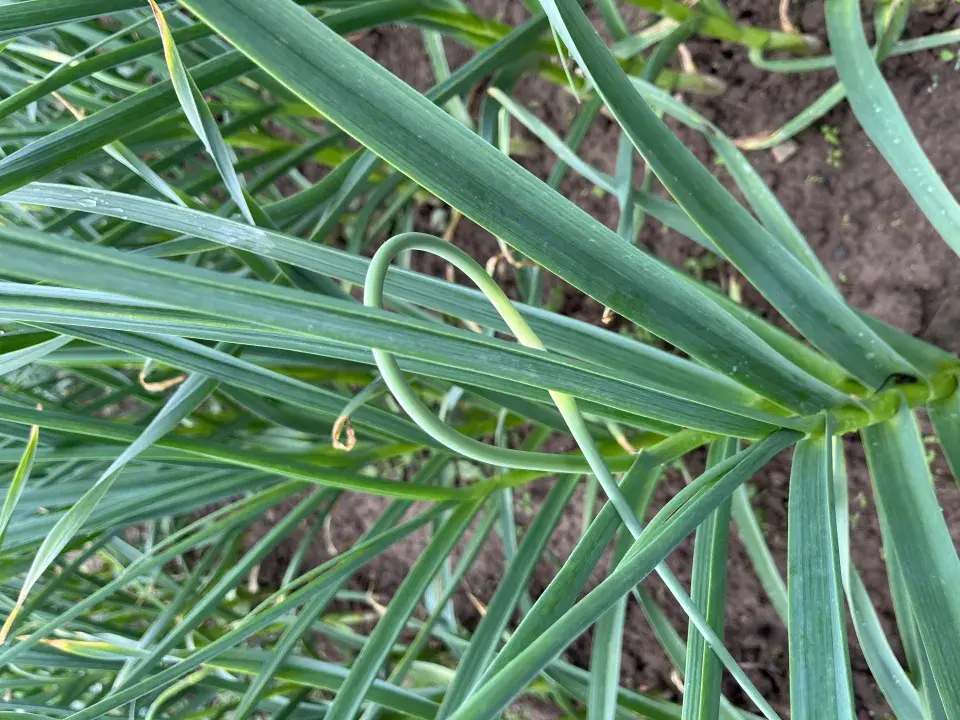 Vyštipování česneku proveďte v červnu