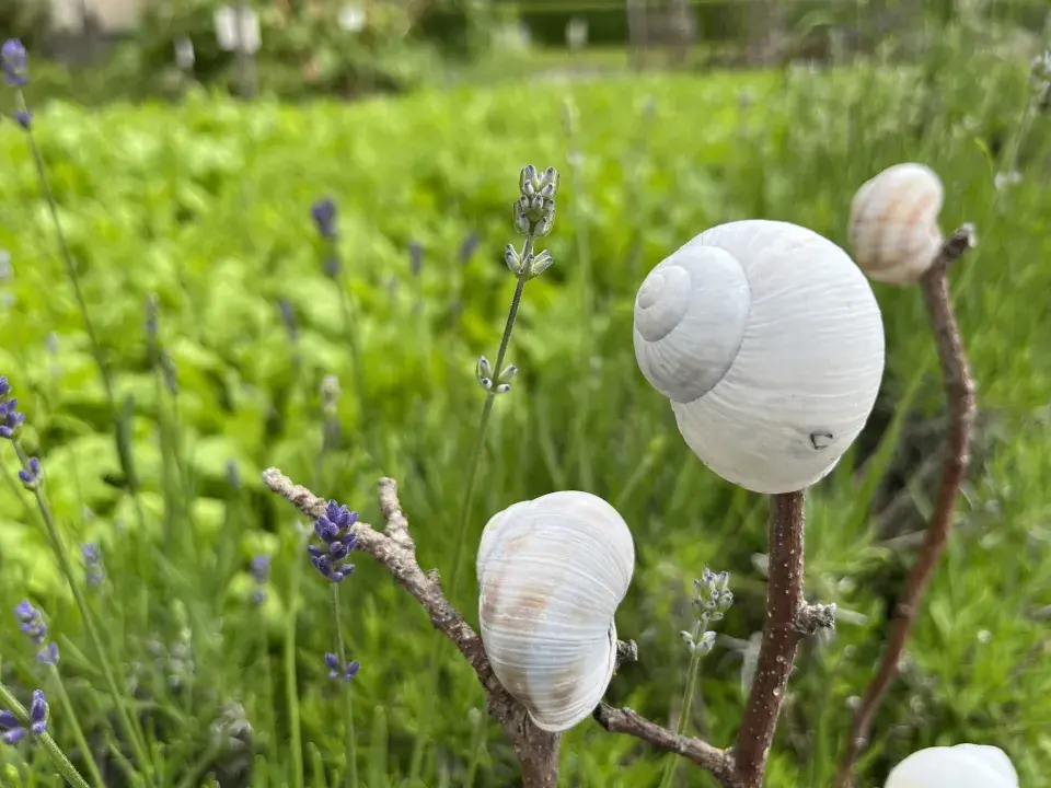 Prázdná ulita jako ozdoba i ochrana