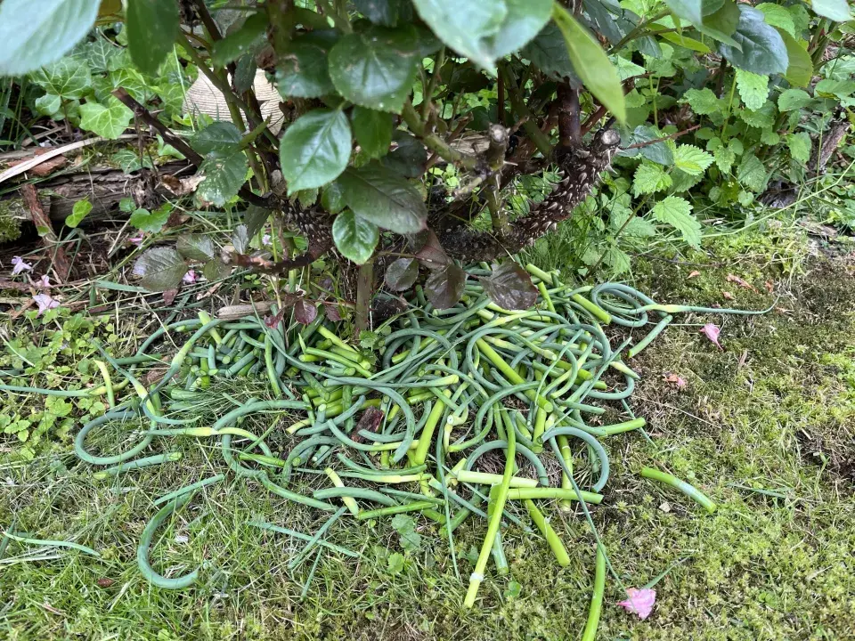 Výhony česneku můžete nastlat pod růže. Odeženou savý hmyz