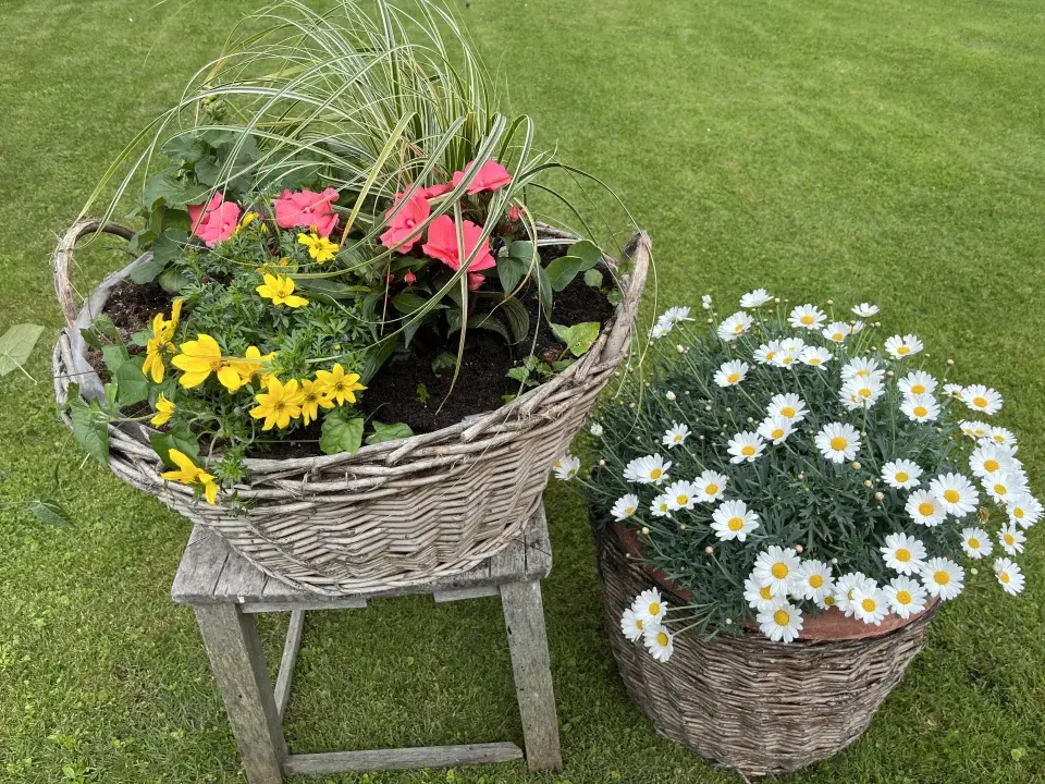 Proutěné koše osázejte okrasnými květinami