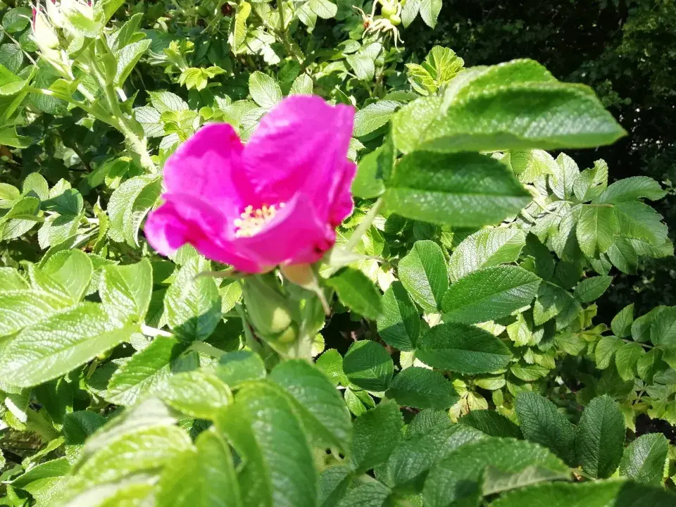 Růže svraskalá (Rosa rugosa)