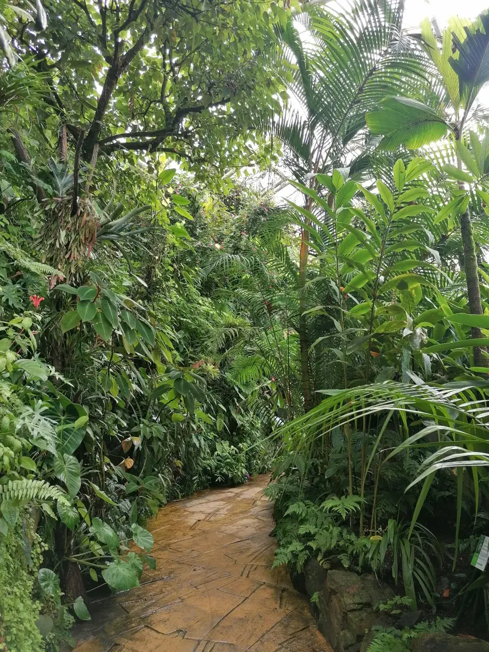 Tropický prales ve Fata Morganě