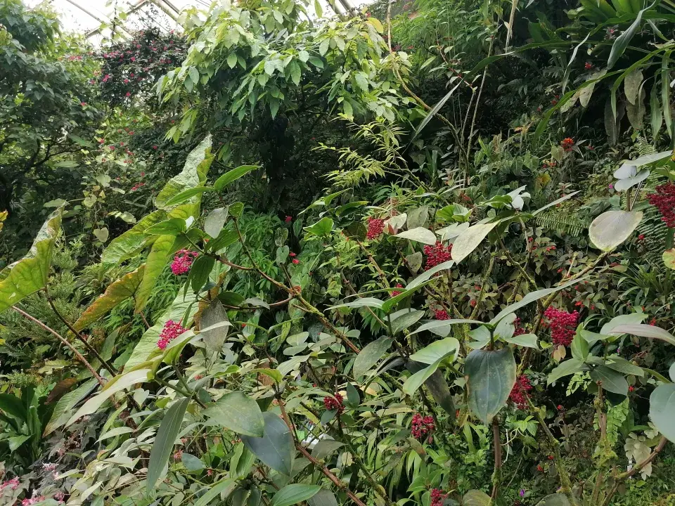 Tropický prales ve Fata Morganě