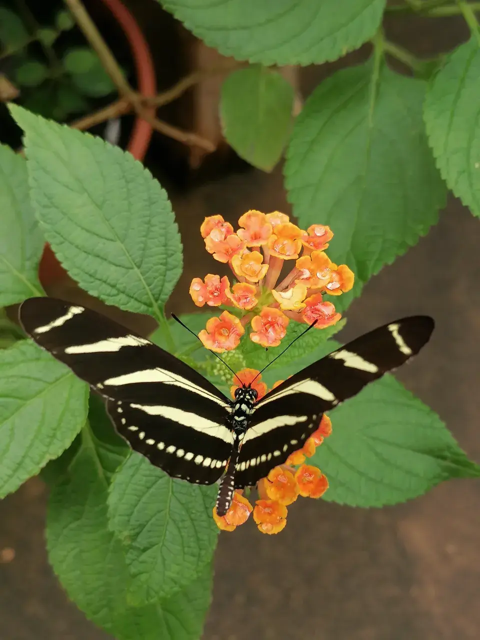 motýli ve Fata Morganě