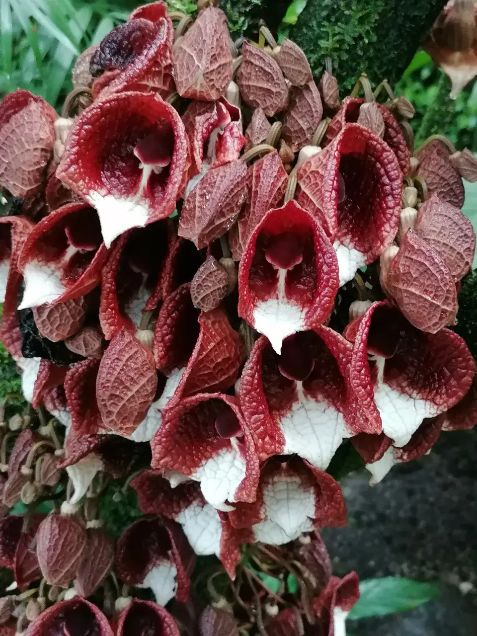 Podražec stromovitý