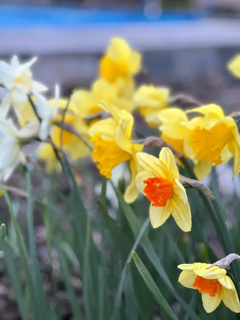 Zahrada u Báry Šporclové-Kodetové
