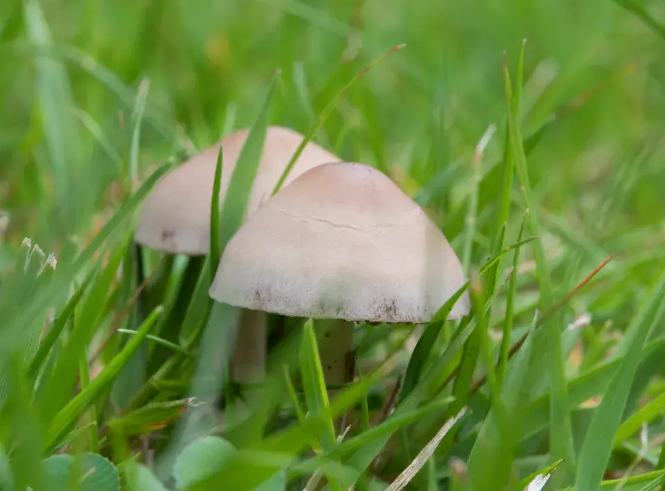 Kropenatec otavní (Panaeolina foenisecii)