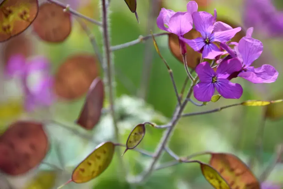 Měsíčnice roční (Lunaria annua)