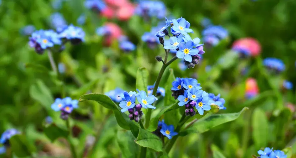 Pomněnka (Myosotis)
