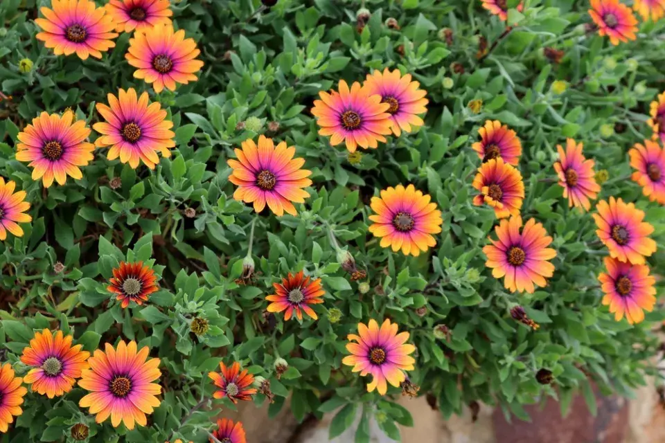Kopretina kapská (Osteospermum eclonis)