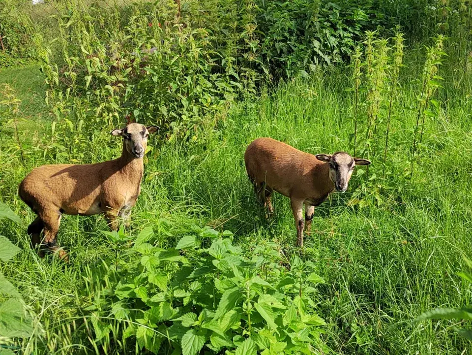 Ilona Csáková a její zahrada