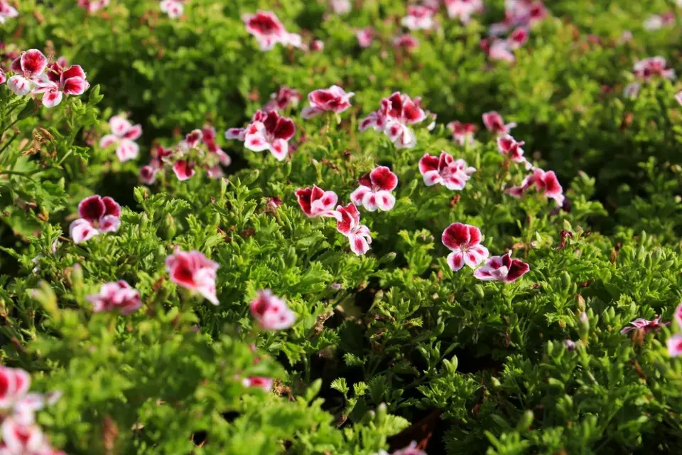 Pelargonie maceškovitá neboli pelargonie stojatá (Pelargonium crispum)