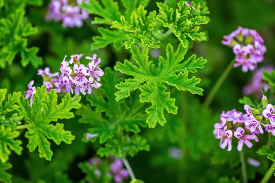 Pelargonie růžová (Pelargonium Graveolens)
