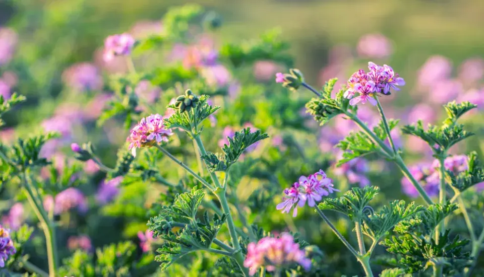 Pelargonie růžová (Pelargonium Graveolens)