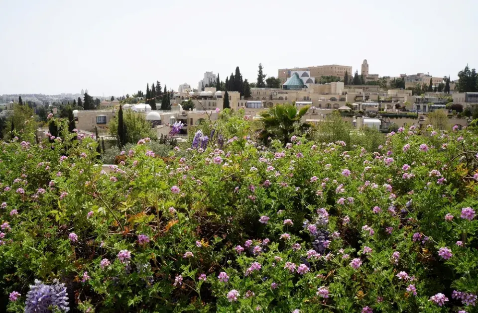 Pelargonie vonná (Pelargonium odoratissimum)