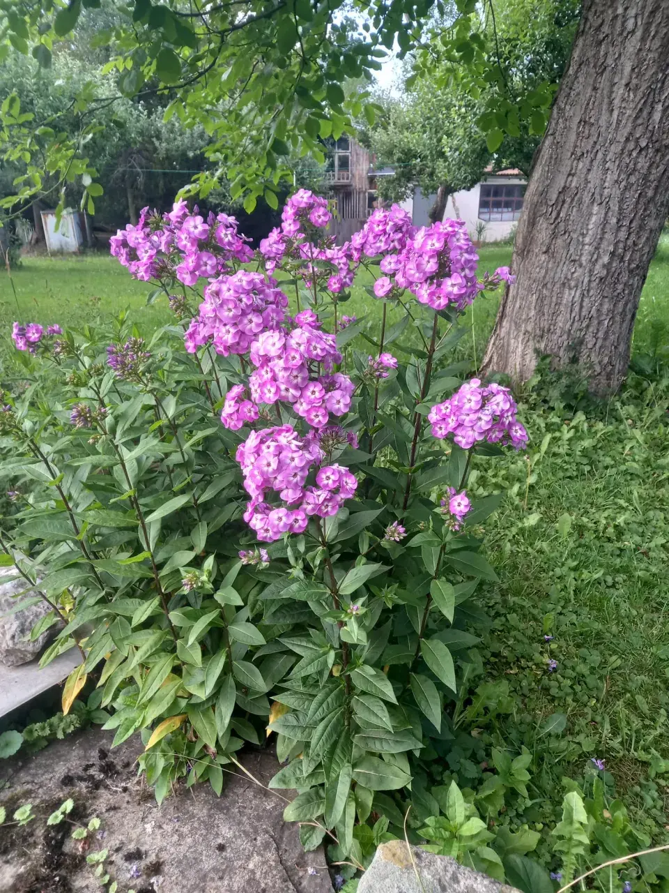 Návštěva rodné zahrady  Věry Martinové a její sestry Lenky Slavíkové