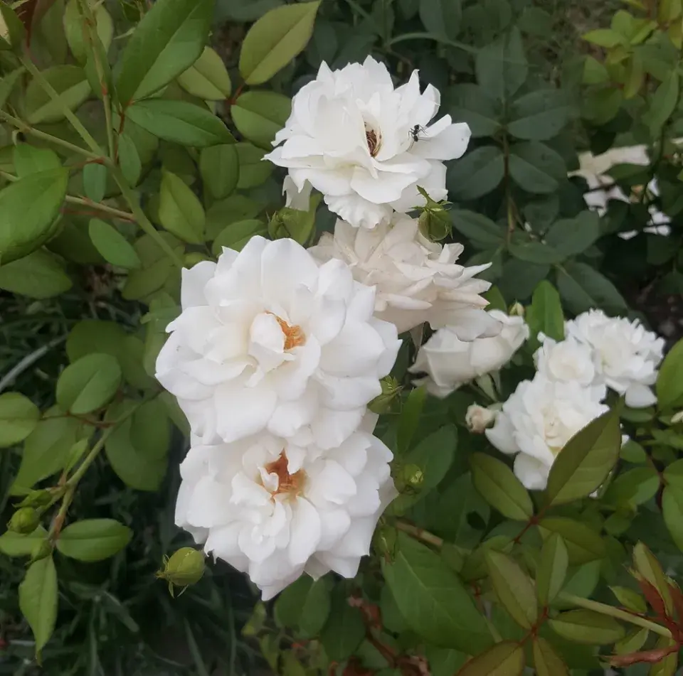 Růže bílá (Rosa alba L.)