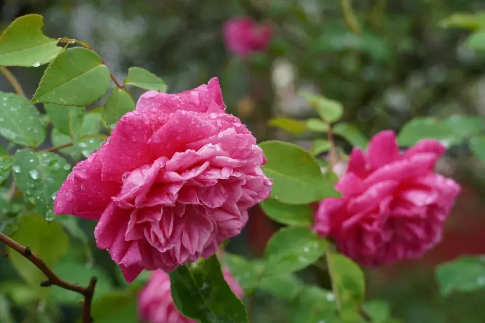 Růže stolistá (Rosa centifolia L.)