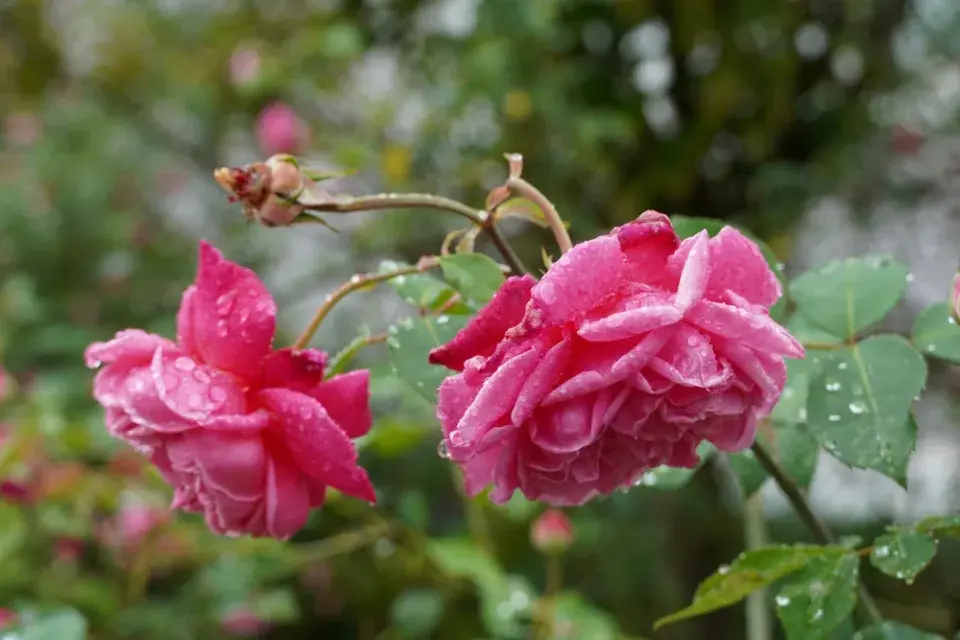 Růže stolistá (Rosa centifolia L.)