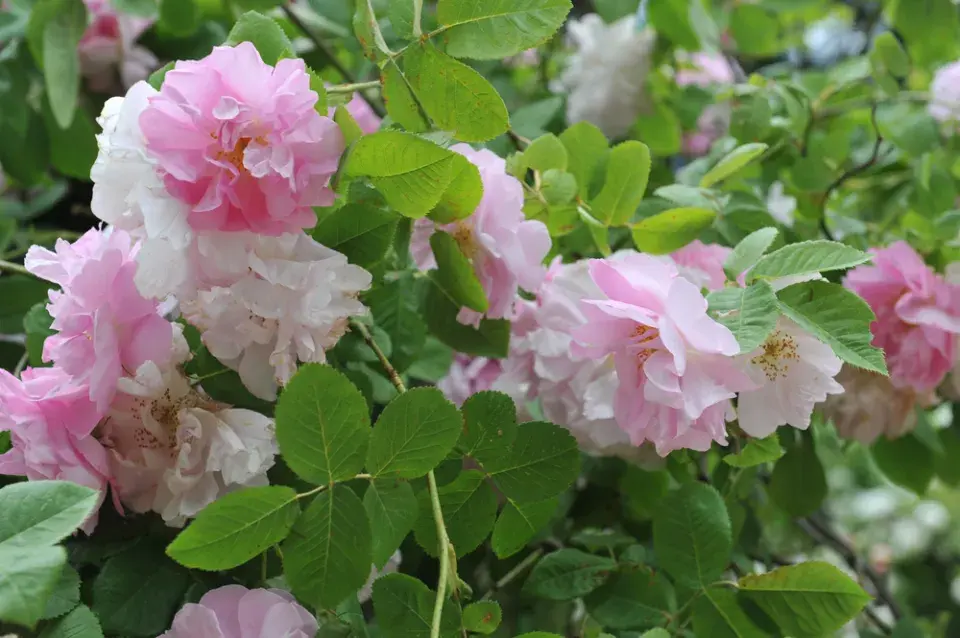 Růže damascénská neboli damašská (Rosa damascena MILL.)