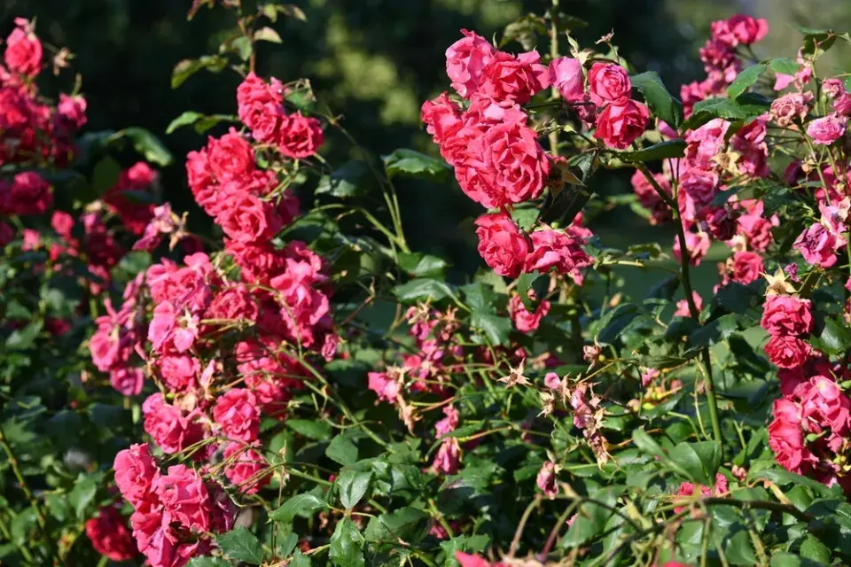 Růže galská (Rosa gallica L.)