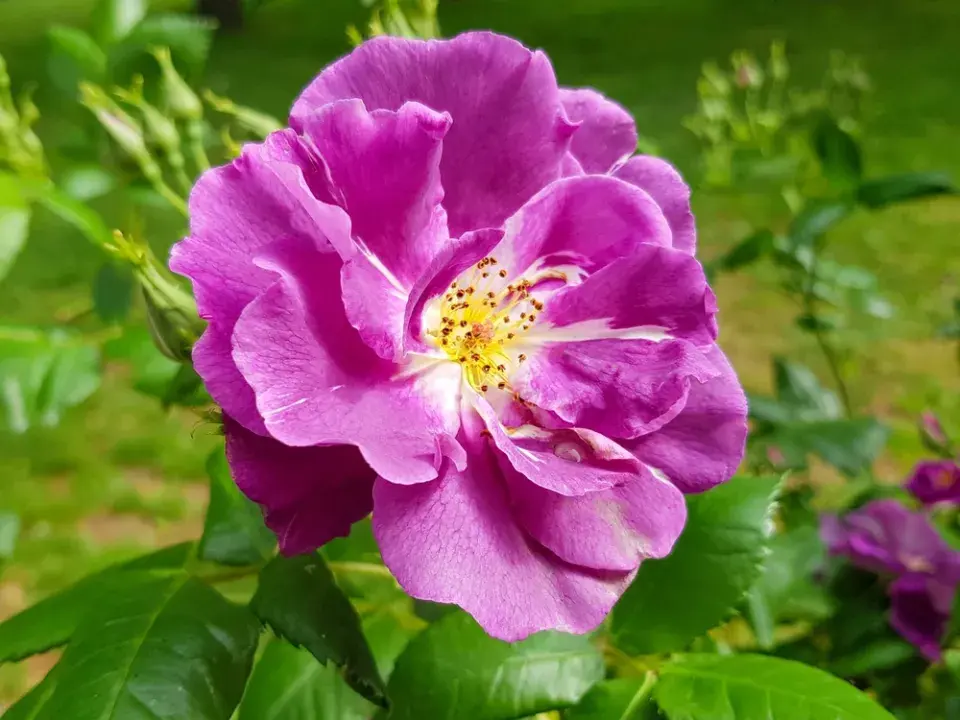 Růže galská (Rosa gallica L.)