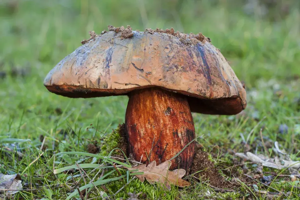 Hřib satan (Rubroboletus satanas či Boletus satanas)