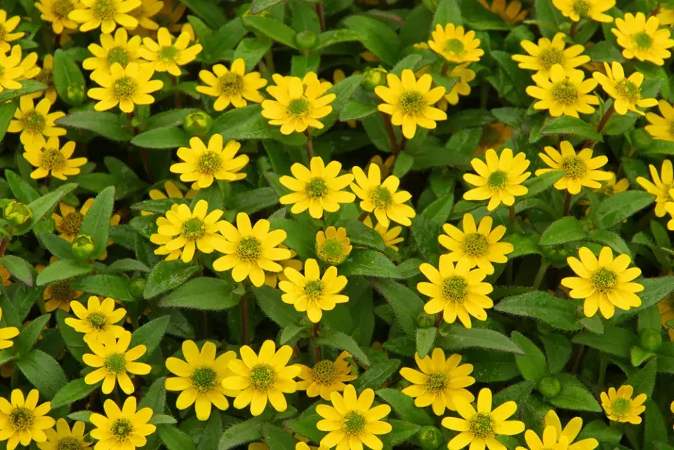 Vitálka poléhavá neboli plazivá (Sanvitalia procumbens)