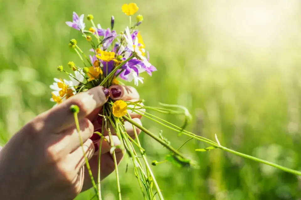 svatojánské byliny
