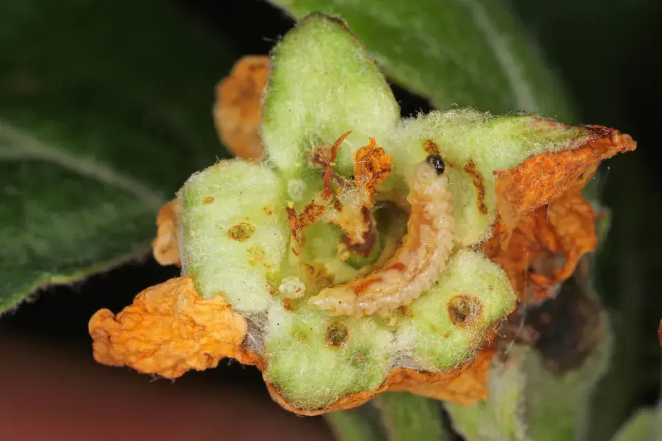 larva vyžírající poupě