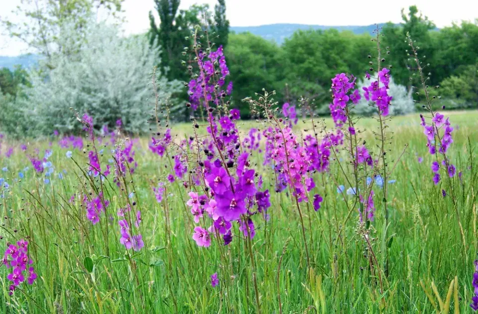 Divizna brunátná (Verbascum phoeniceum)