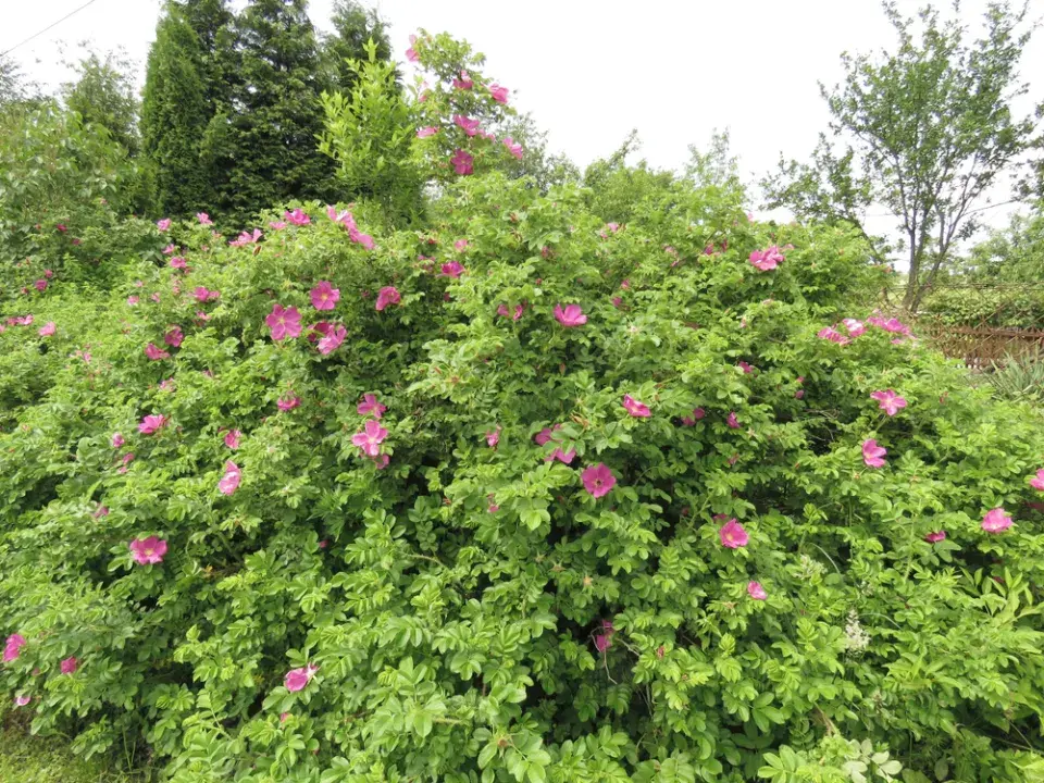 Růže svraskalá (Rosa rugosa)