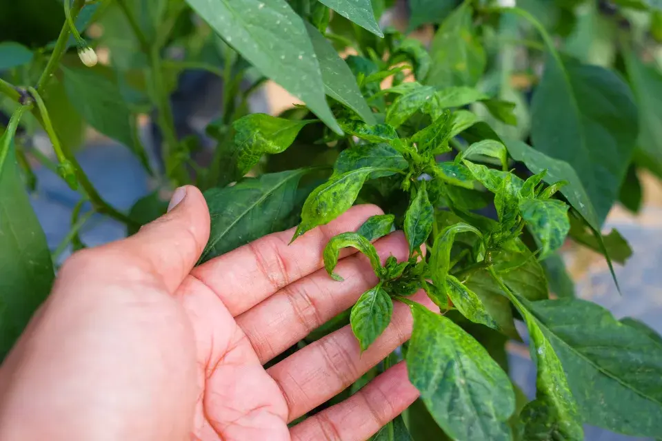 Virové onemocnění mozaika je způsobeno virem mozaiky okurky (Cucumber mosaic virus - CMV).