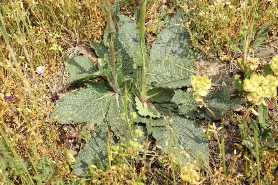 Divizna brunátná (Verbascum phoeniceum)