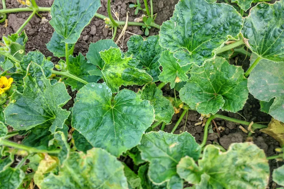 Virové onemocnění mozaika je způsobeno virem mozaiky okurky (Cucumber mosaic virus - CMV).