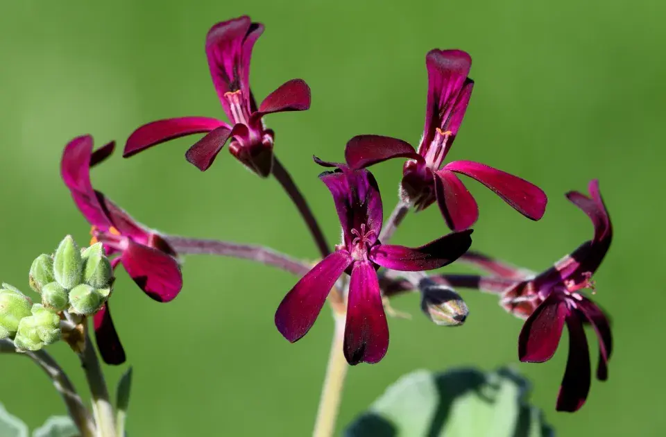 Pelargonium sidoides