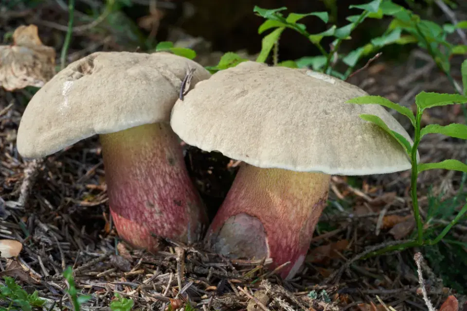 Hřib kříšť (Caloboletus calopus)