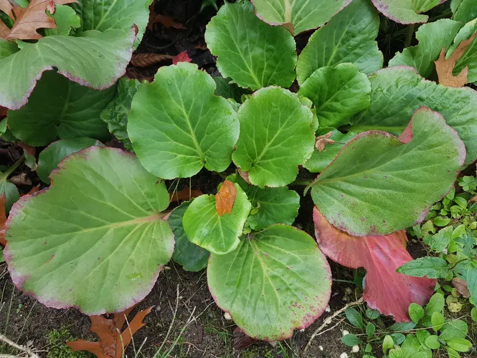 Bergénie je okrasná i svými listy