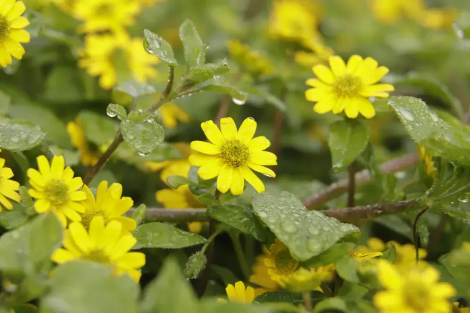 Vitálka plazivá (Sanvitalia procumbens)