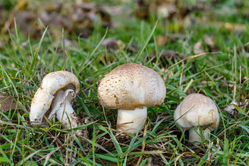 Žampion zápašný neboli pečárka zápašná (Agaricus xanthodermus)