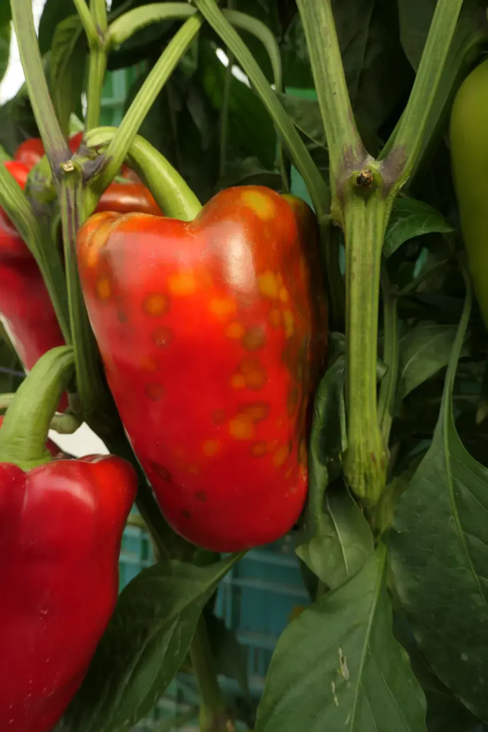 Virové onemocnění mozaika je způsobeno virem mozaiky okurky (Cucumber mosaic virus - CMV).