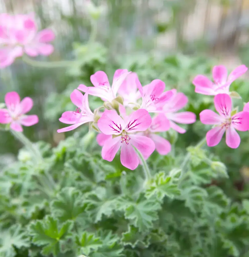 Pelargonium odoratissimum