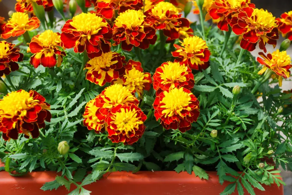 Afrikán, aksamitník rozkladitý (Tagetes patula)
