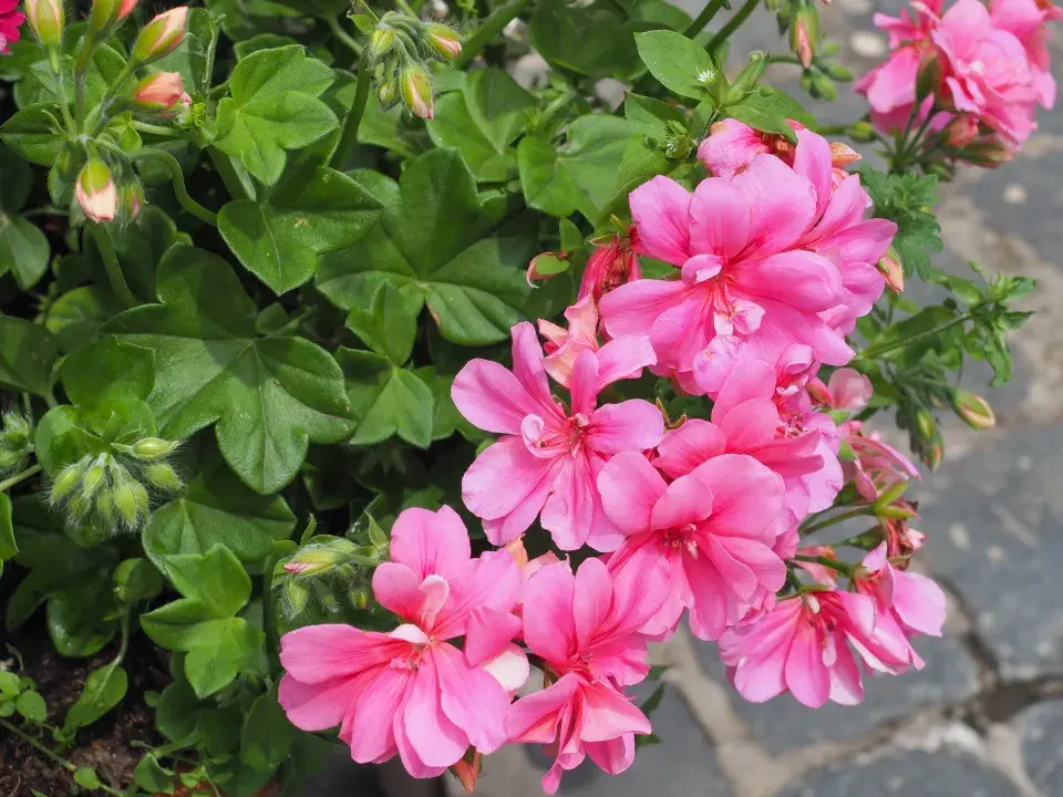 Pelargonium peltatum