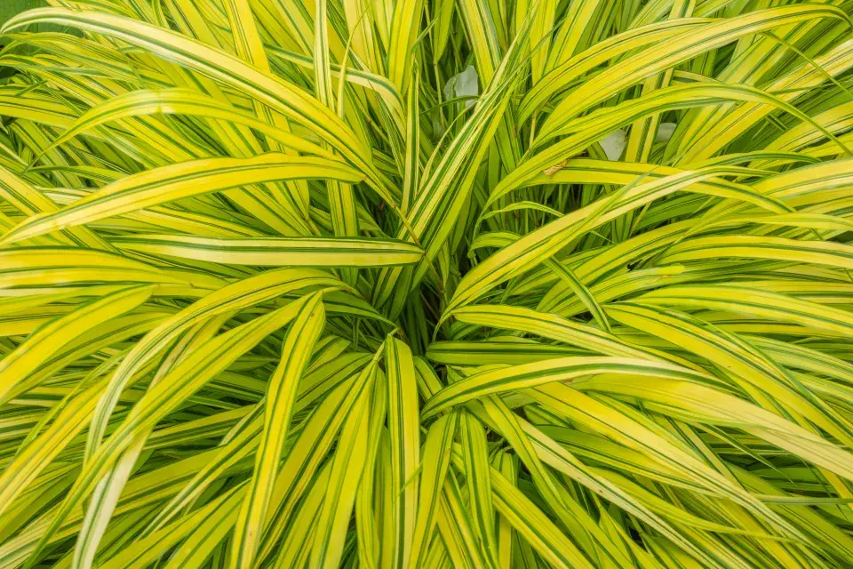 hakonechloa