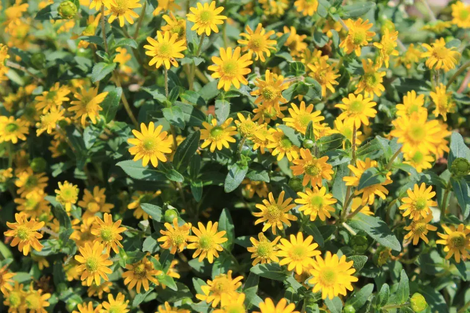 Vitálka plazivá (Sanvitalia procumbens)