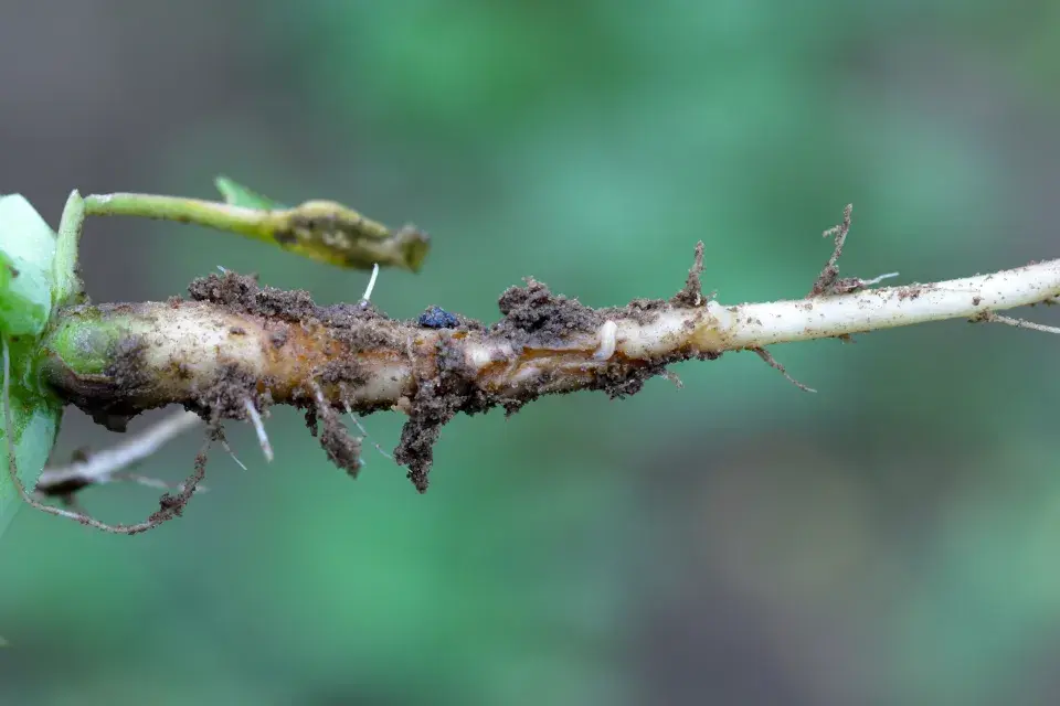 chodbičky na kořenech od larev květilky