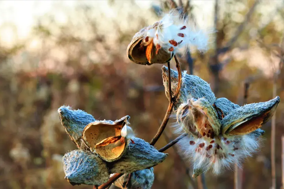Klejicha hedvábná (Asclepias syriaca)