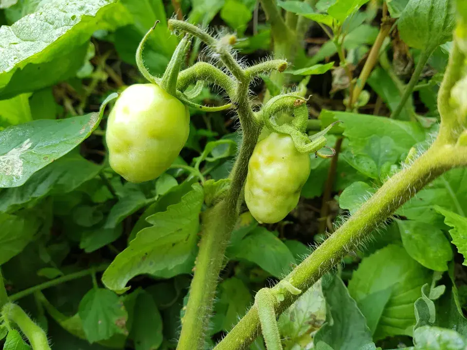 Virové onemocnění mozaika je způsobeno virem mozaiky okurky (Cucumber mosaic virus - CMV).